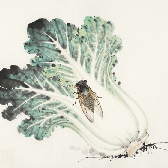 蝉停白菜