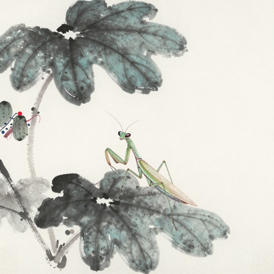 螳螂立芡实