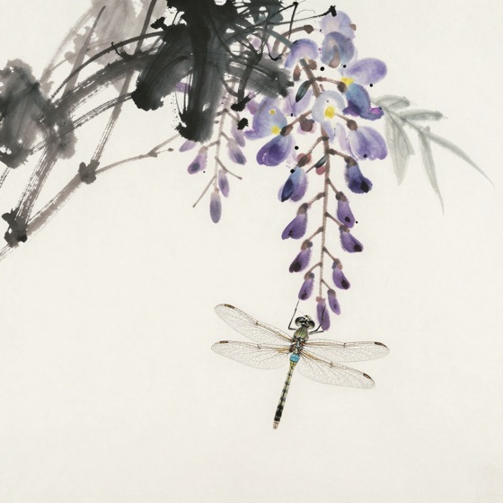 蜻蜓绕紫藤