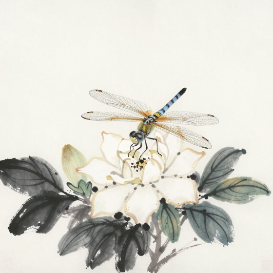 蜻蜓停栀子